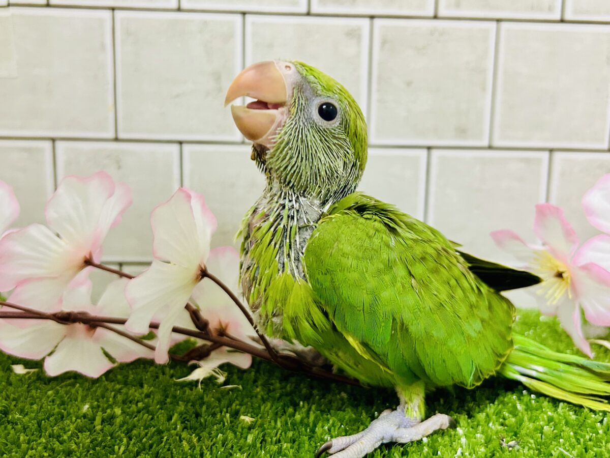【最新画像更新☆☆】かなりお久しぶりの入舎では？？　ワカケホンセイインコ