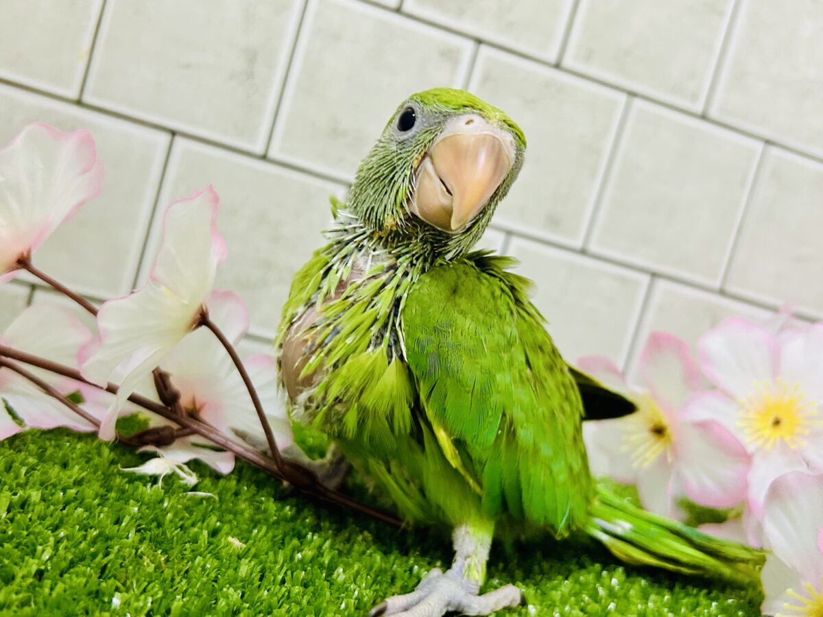 【最新画像更新☆☆】かなりお久しぶりの入舎では?? ワカケホンセイインコ ワカケホンセイインコ(月の輪インコ)