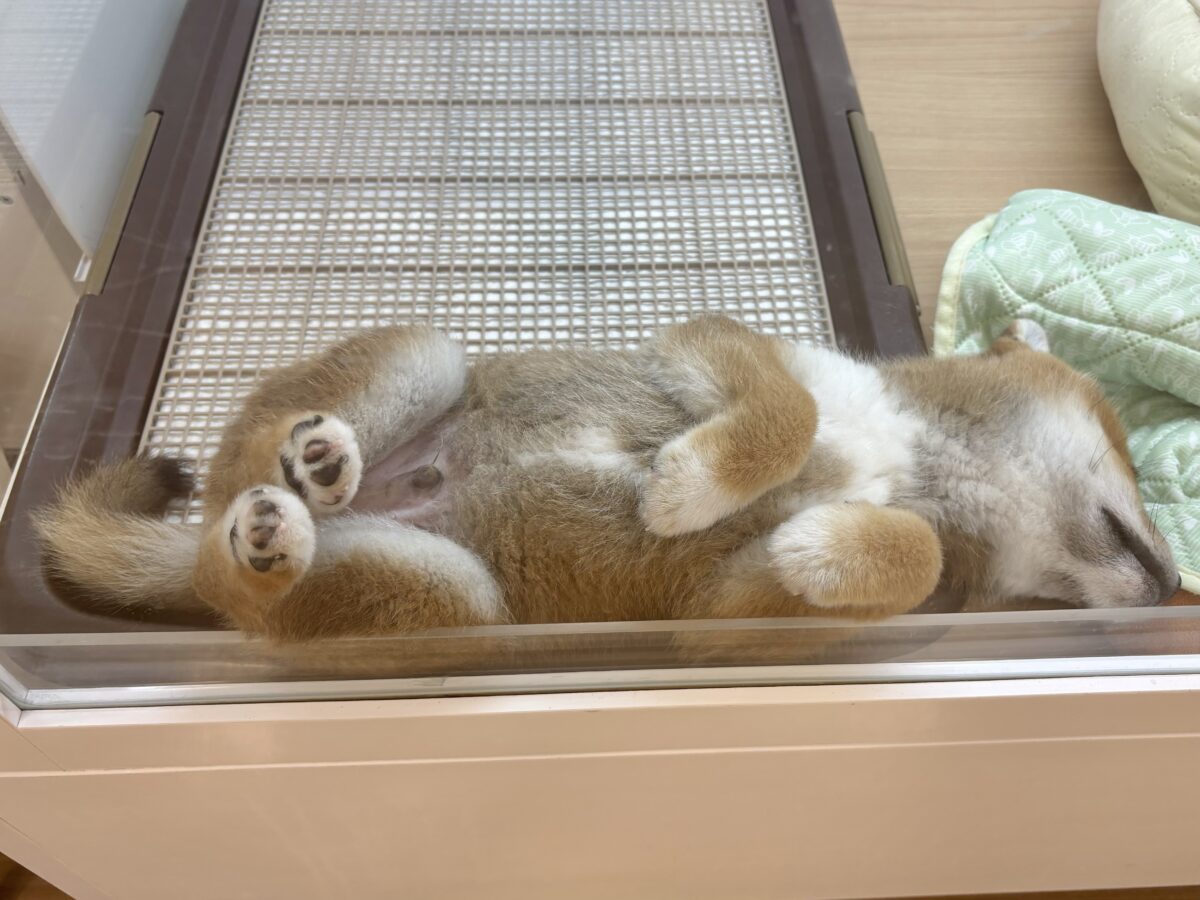 柴犬