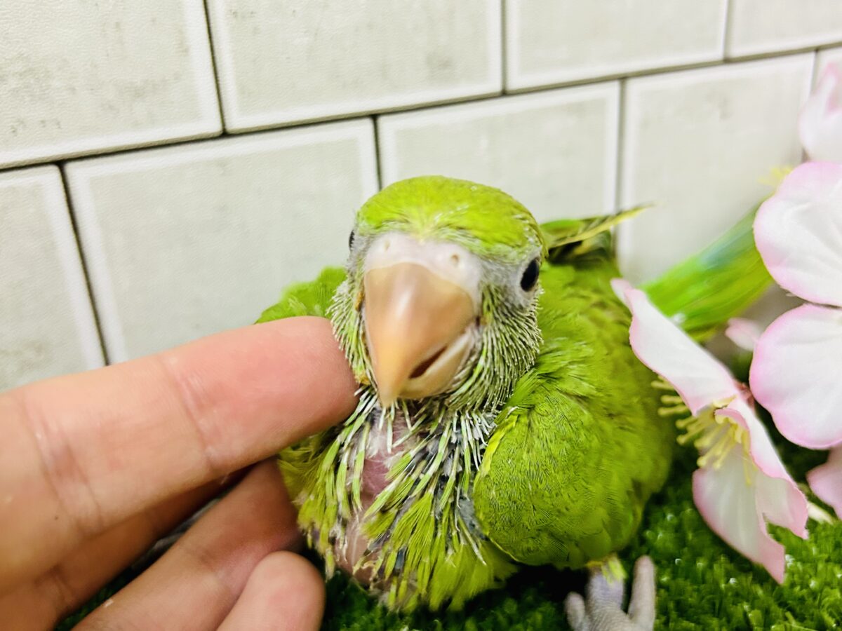【最新画像更新☆☆】かなりお久しぶりの入舎では?? ワカケホンセイインコ ワカケホンセイインコ(月の輪インコ)