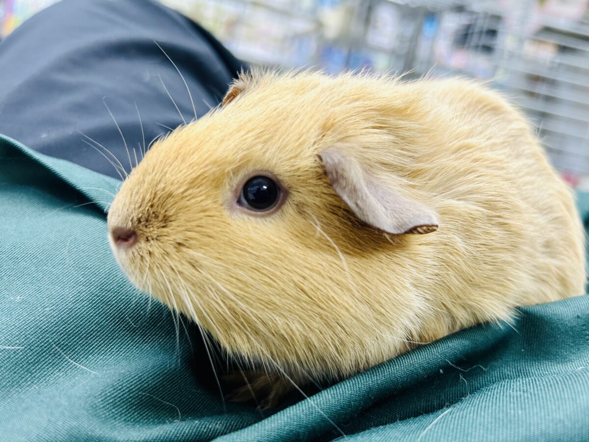 【最新画像更新☆☆】ずっしり！　もっちり！　鏡もち～♪♪　ロシアンモルモット