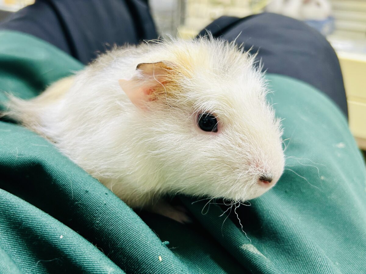 【最新画像更新☆☆】おしゃれにマ~キマキ( *´艸`) テッセルモルモット テッセルモルモット