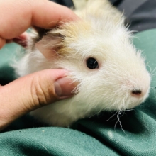 【最新画像更新☆☆】おしゃれにマ～キマキ( *´艸｀)　テッセルモルモット