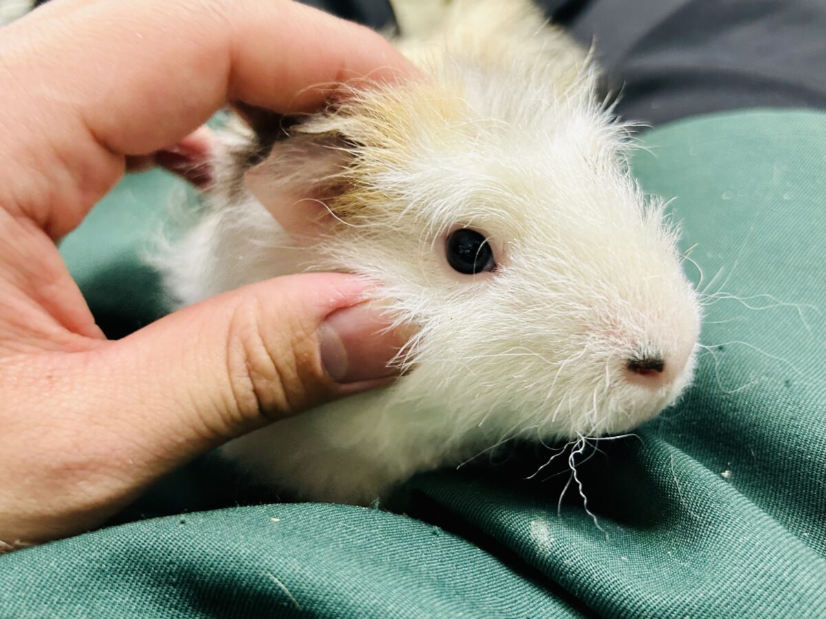 【最新画像更新☆☆】おしゃれにマ～キマキ( *´艸｀)　テッセルモルモット