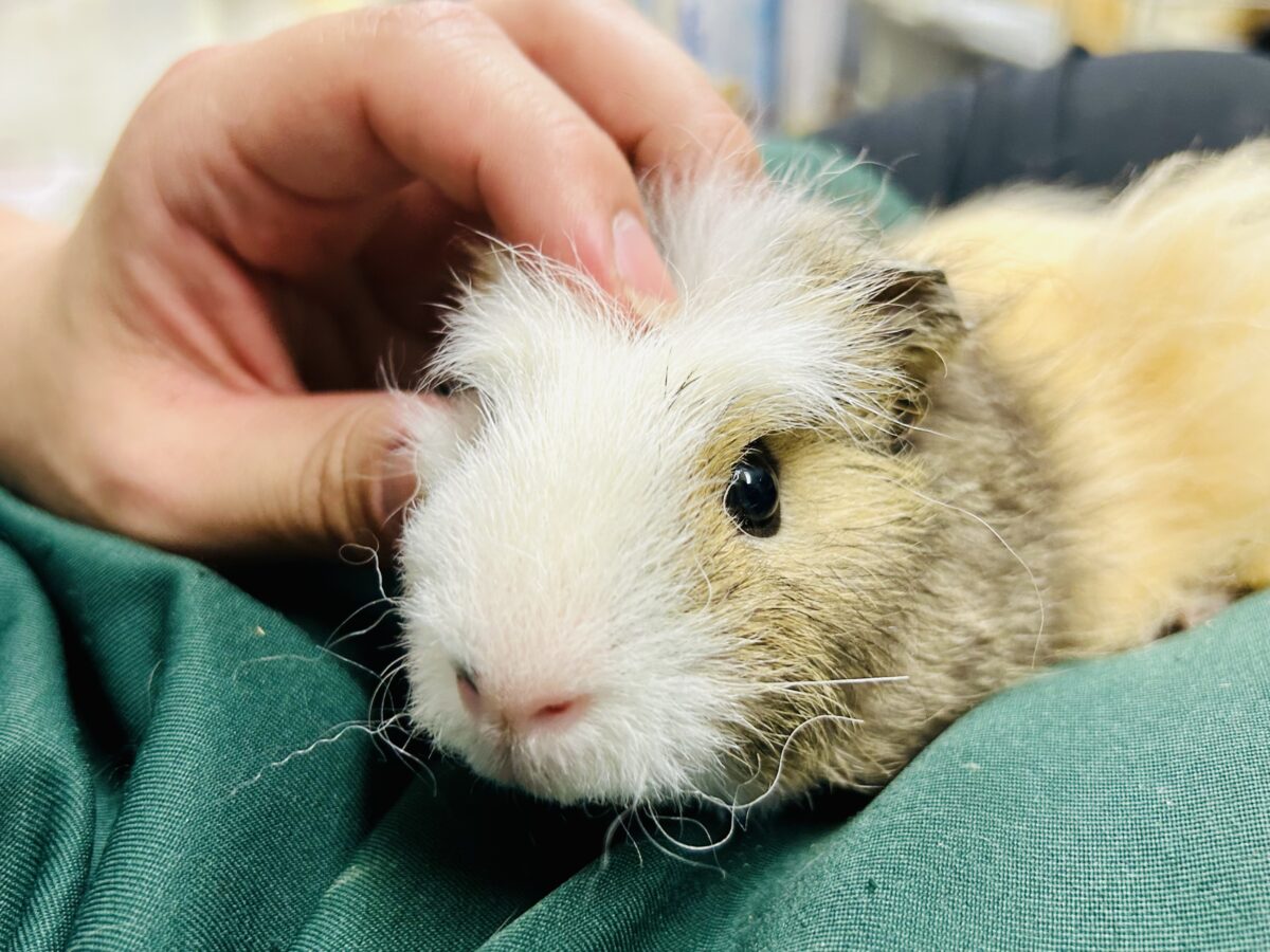 【最新画像更新☆☆】おしゃれにマ~キマキ( *´艸`) テッセルモルモット テッセルモルモット