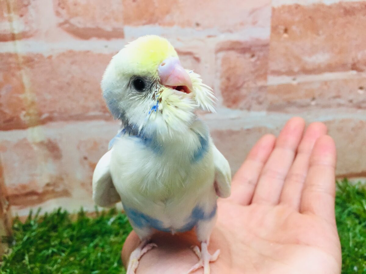 セキセイインコ