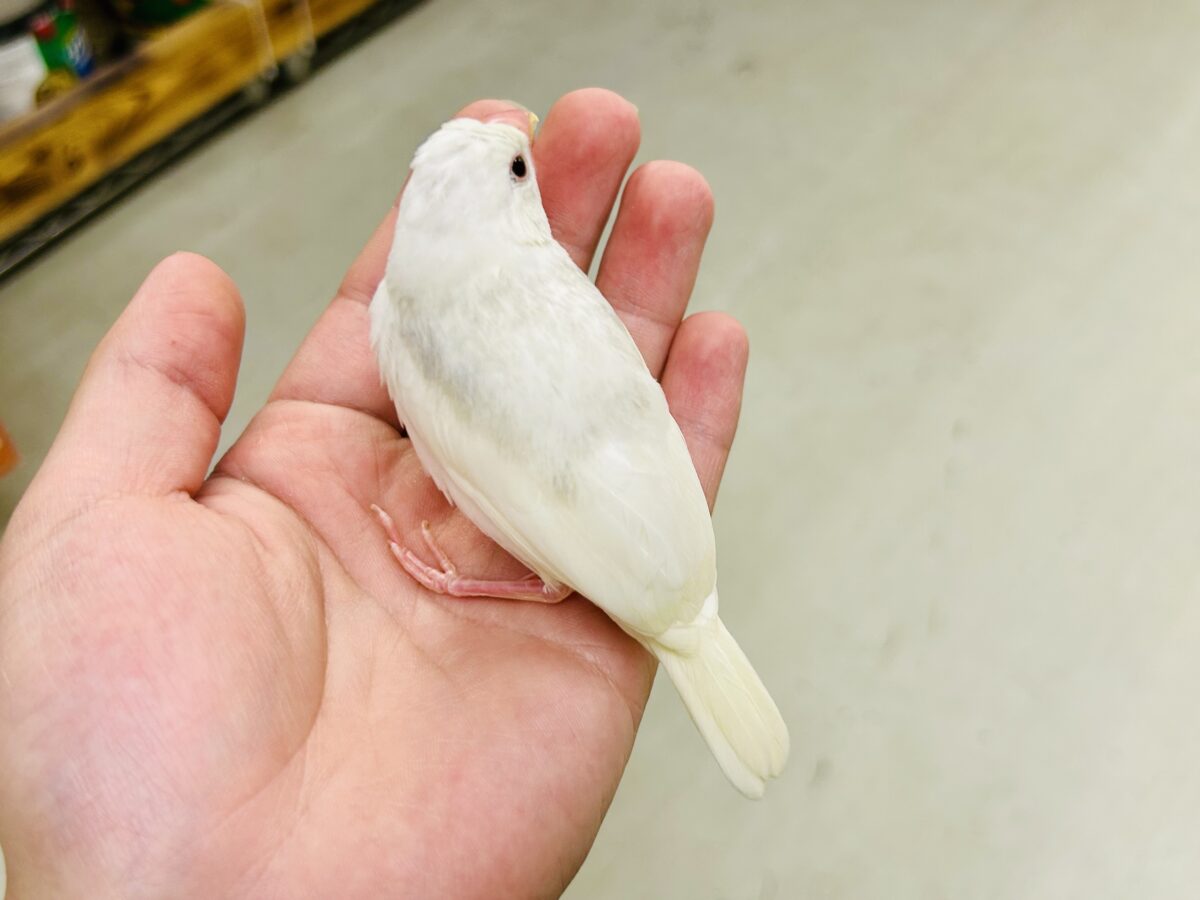 白文鳥