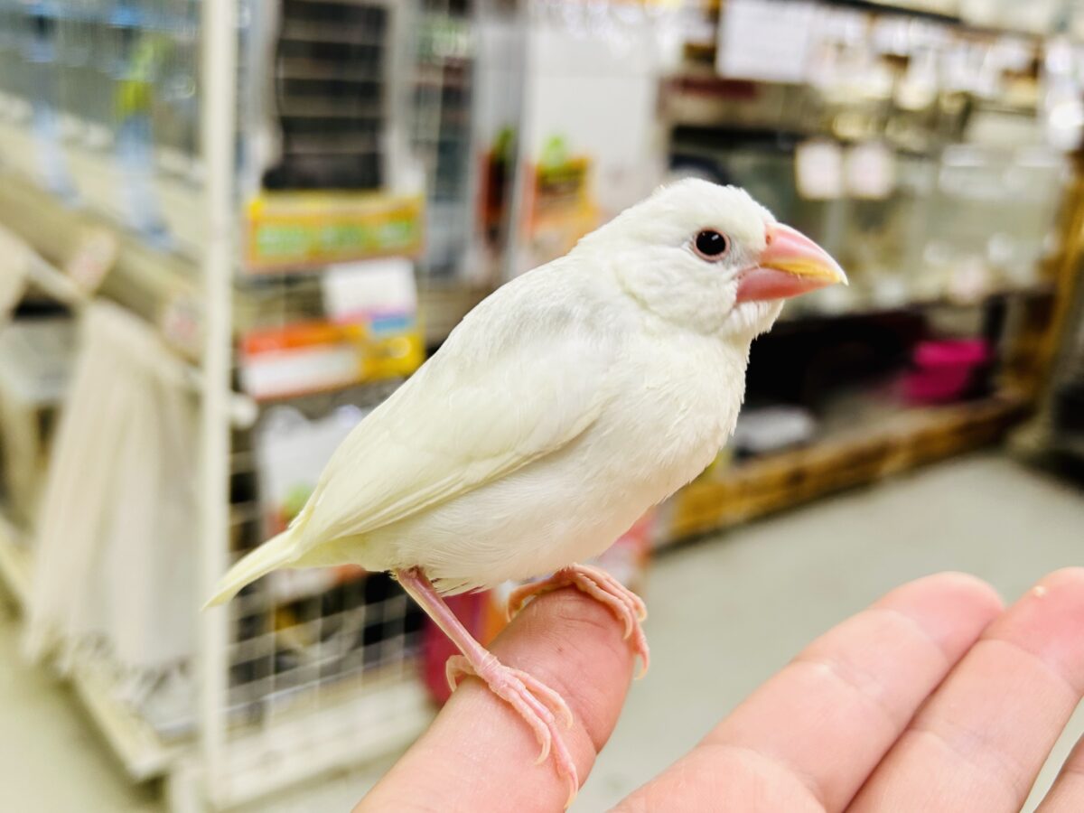 白文鳥