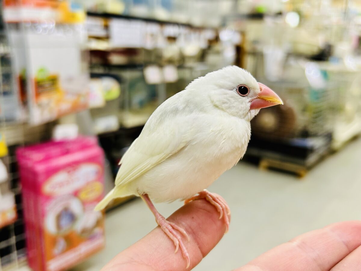 白文鳥