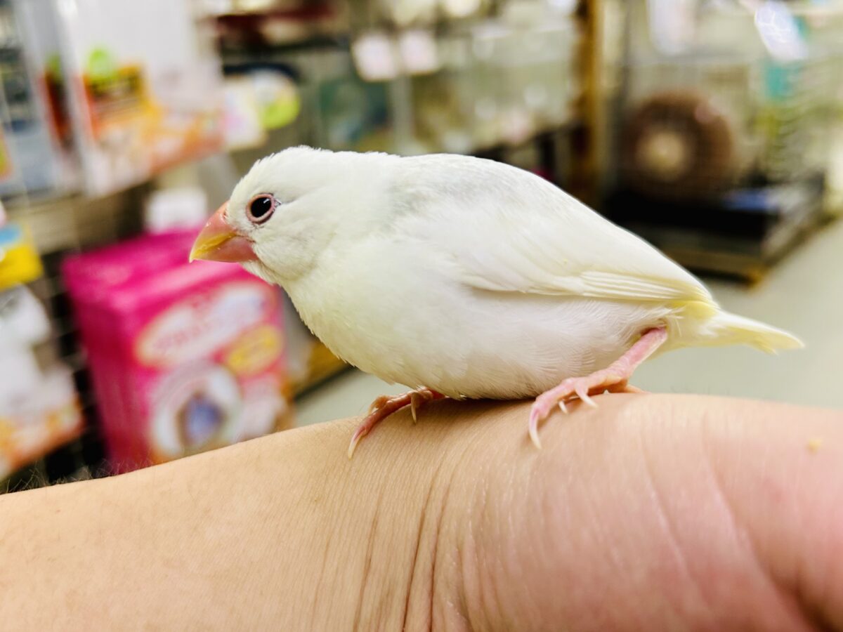 白文鳥