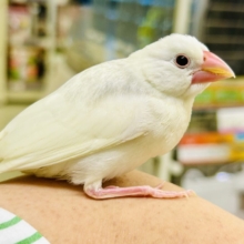 モチモチのお大福ちゃん(*’ω’*)　白文鳥