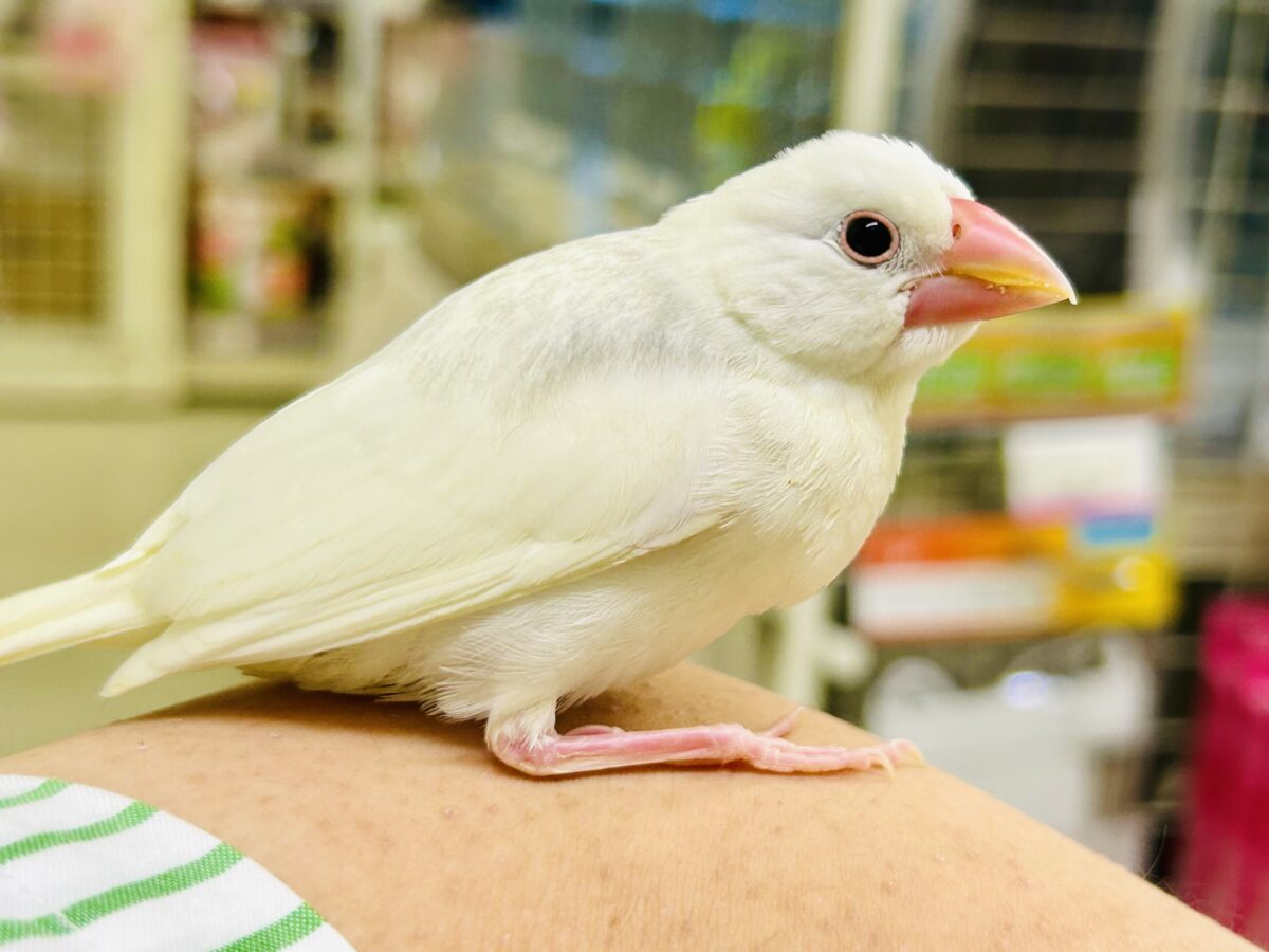 モチモチのお大福ちゃん(*’ω’*)　白文鳥