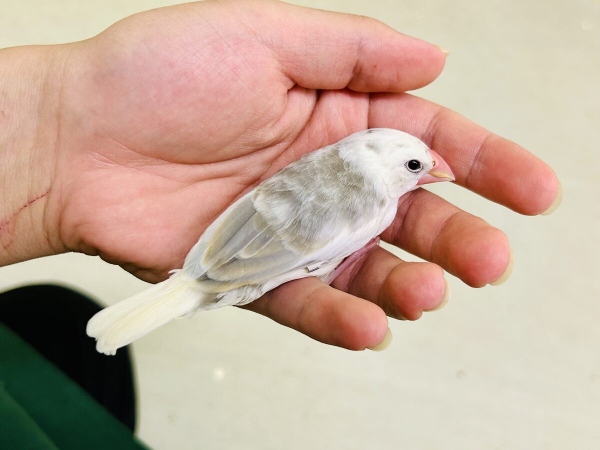 白文鳥