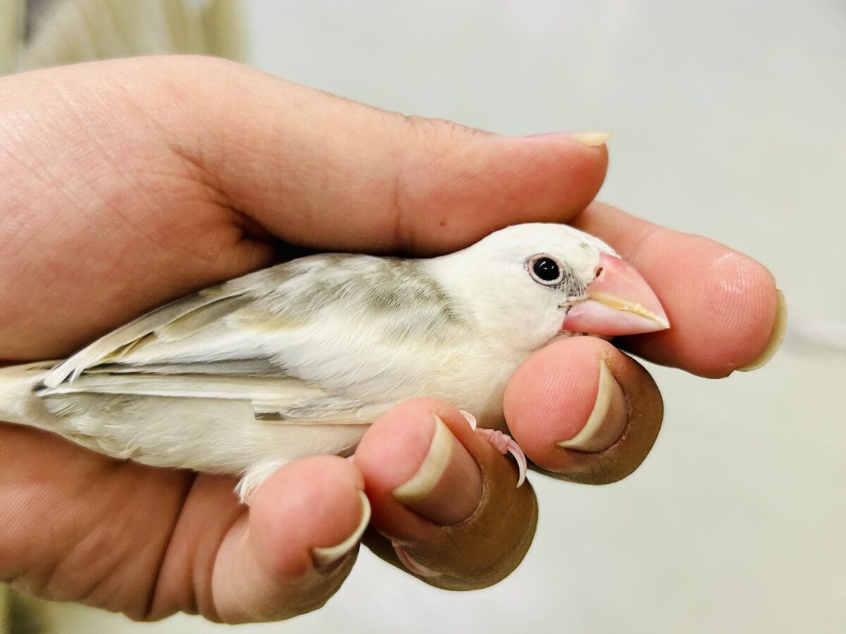 白文鳥