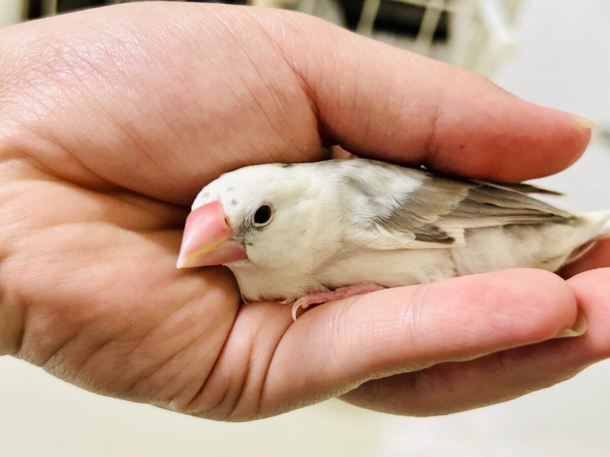 白文鳥