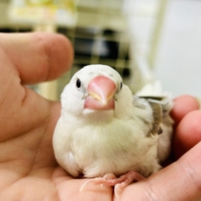 そっと包んでくれるとうれしいかな～♡　白文鳥