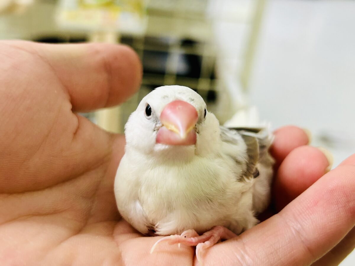 そっと包んでくれるとうれしいかな～♡　白文鳥
