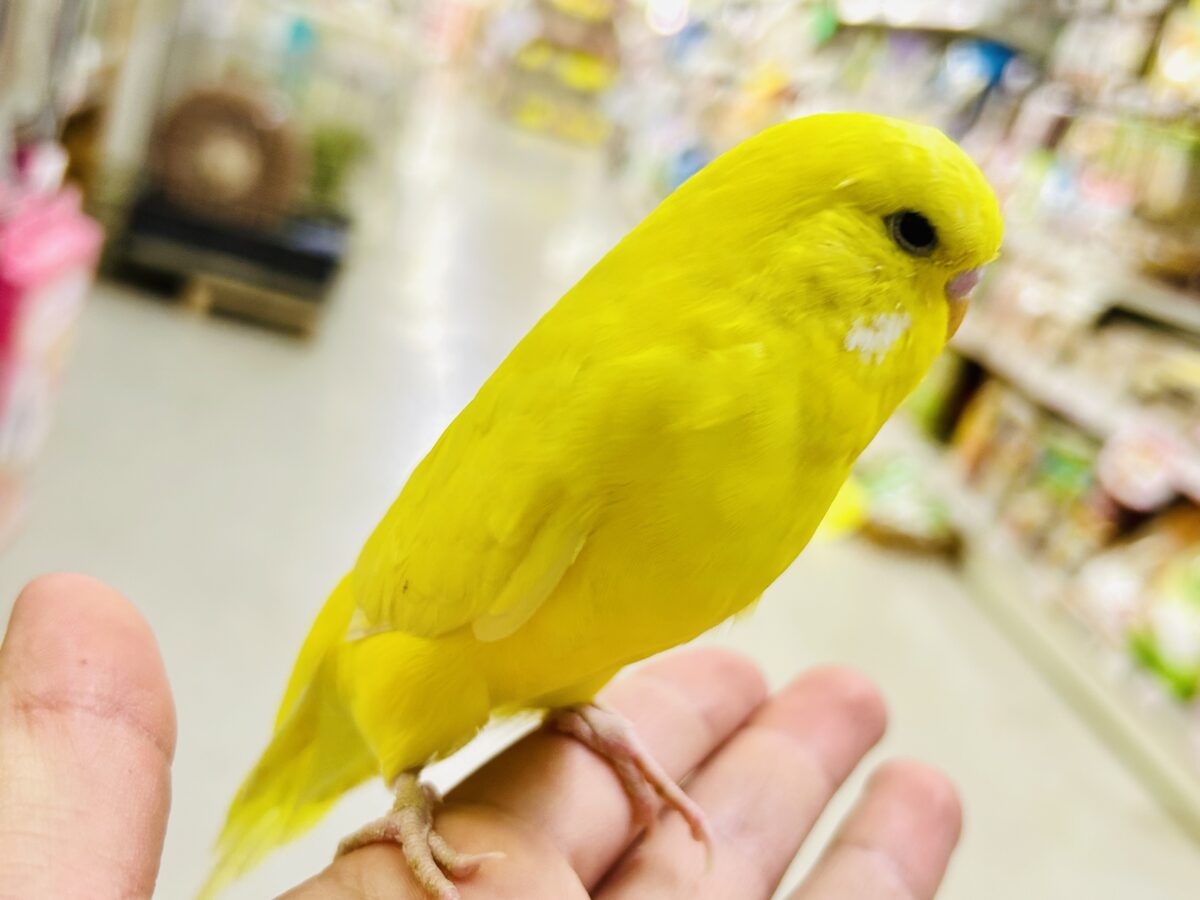 ジャンボセキセイインコ