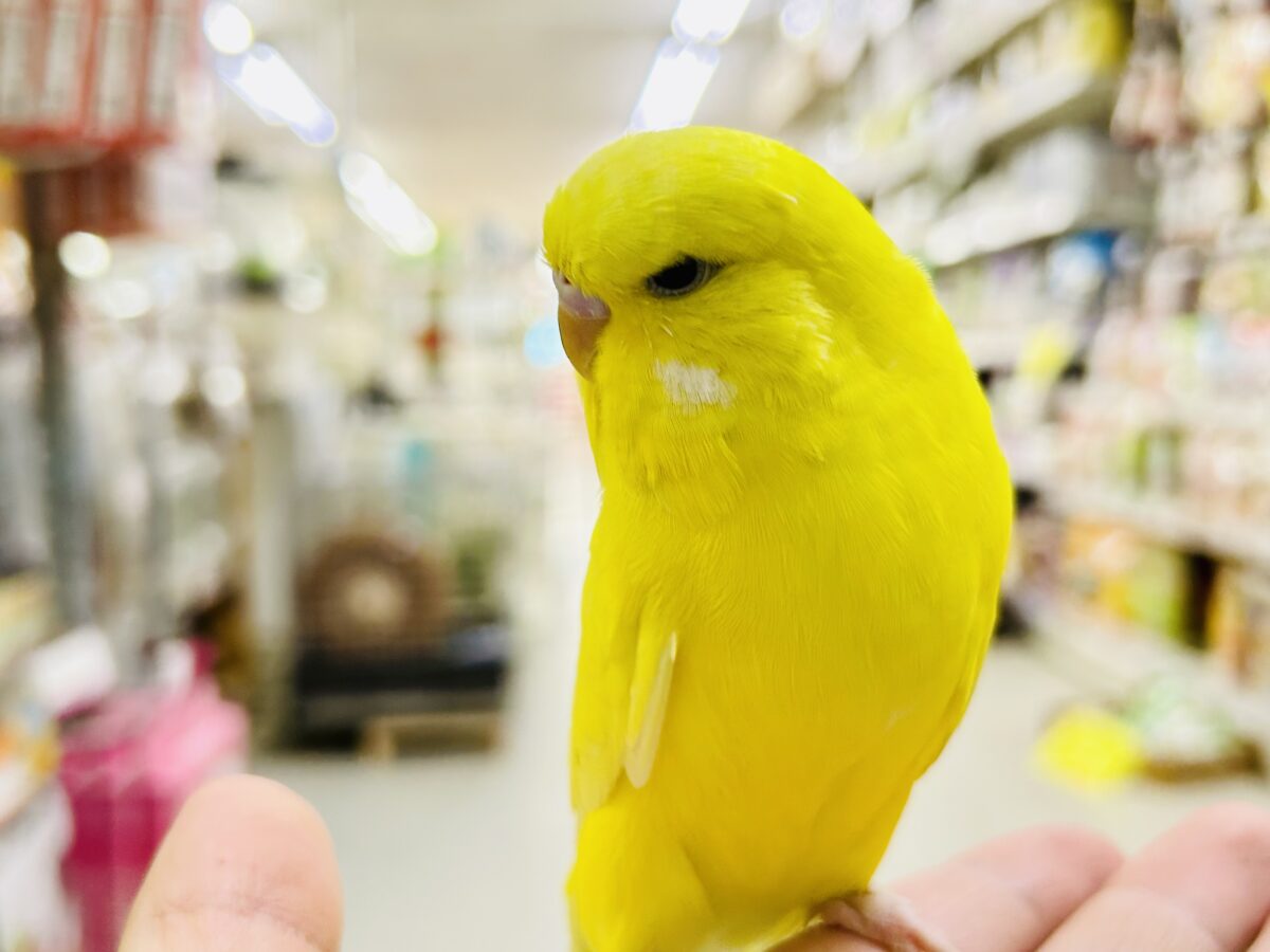 ジャンボセキセイインコ