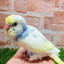 ①色とりどりの鳥さんがやってきましたよ～！！🌈🌈🌈　セキセイインコ（レインボー系）