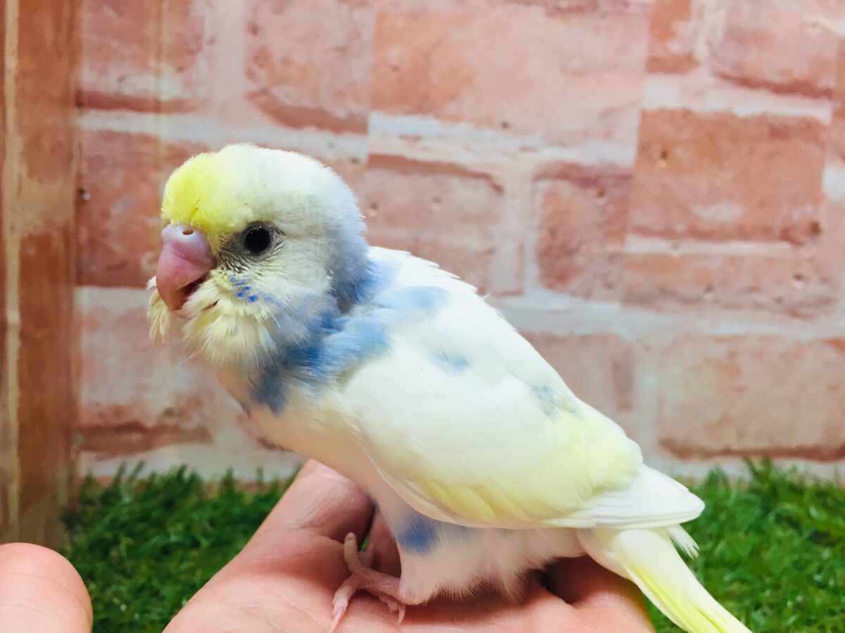 ①色とりどりの鳥さんがやってきましたよ～！！🌈🌈🌈　セキセイインコ（レインボー系）