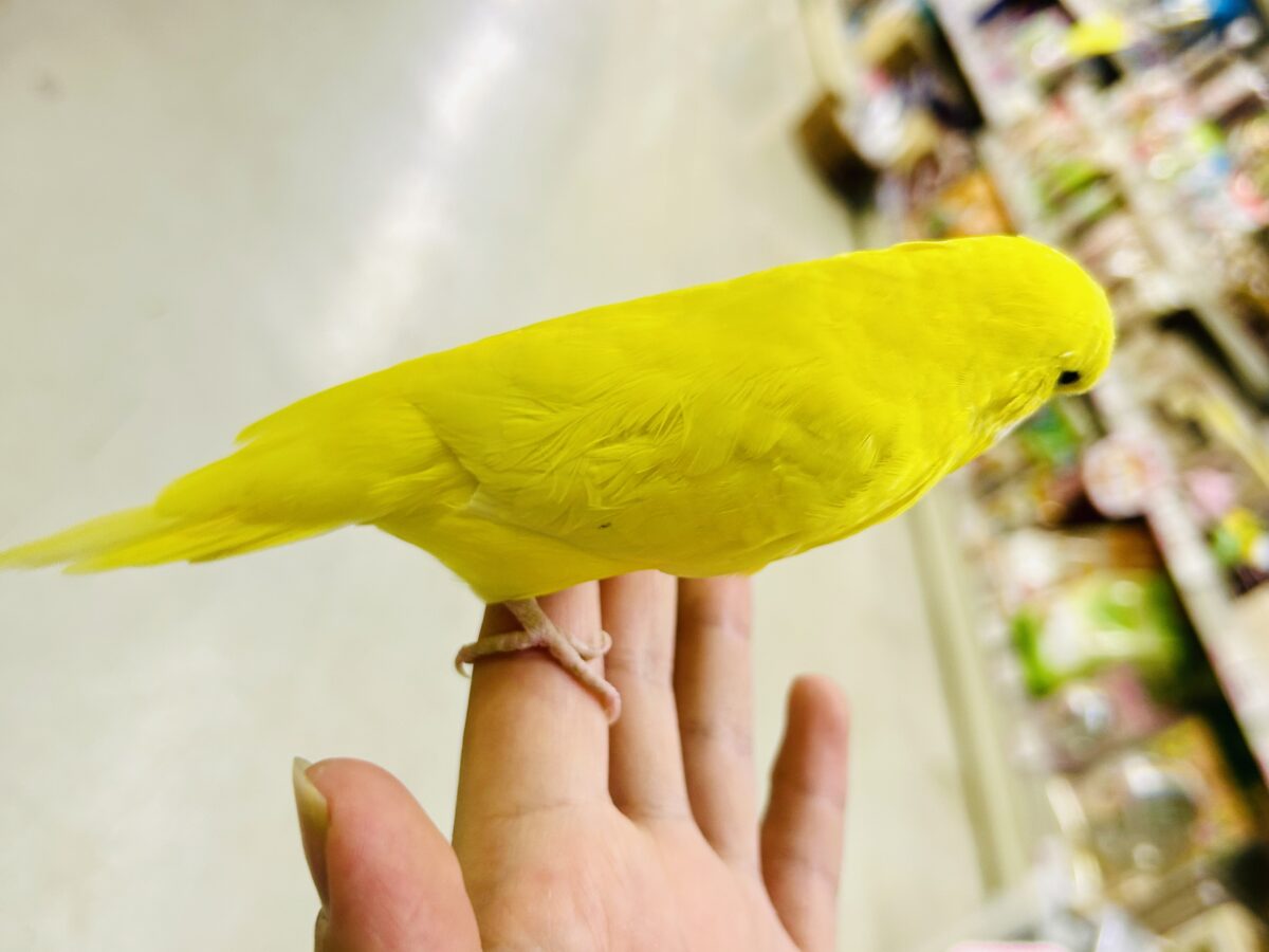 ジャンボセキセイインコ