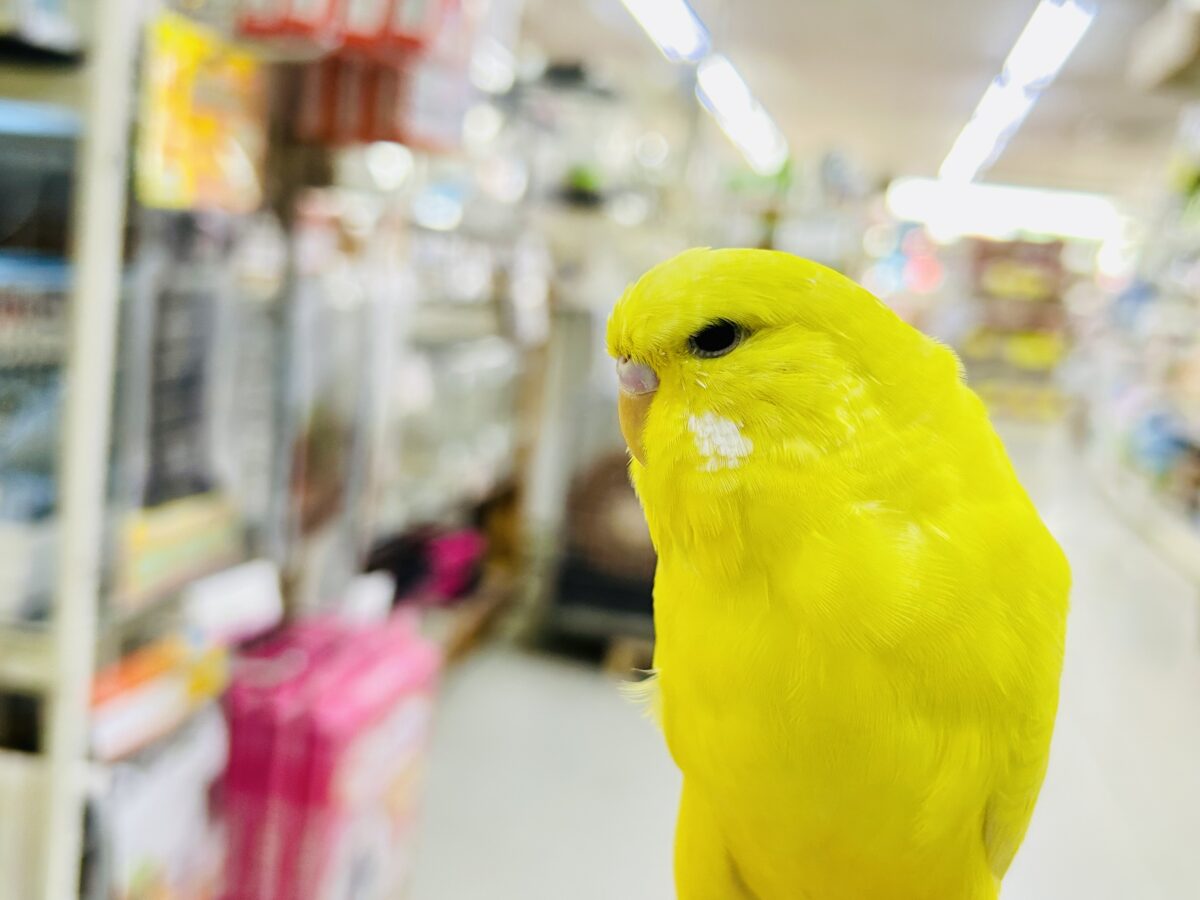 ジャンボセキセイインコ