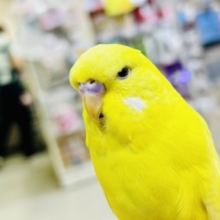 ジブン・・・ちょいとツン多めでやらせてもらってやす・・・　ジャンボセキセイインコ