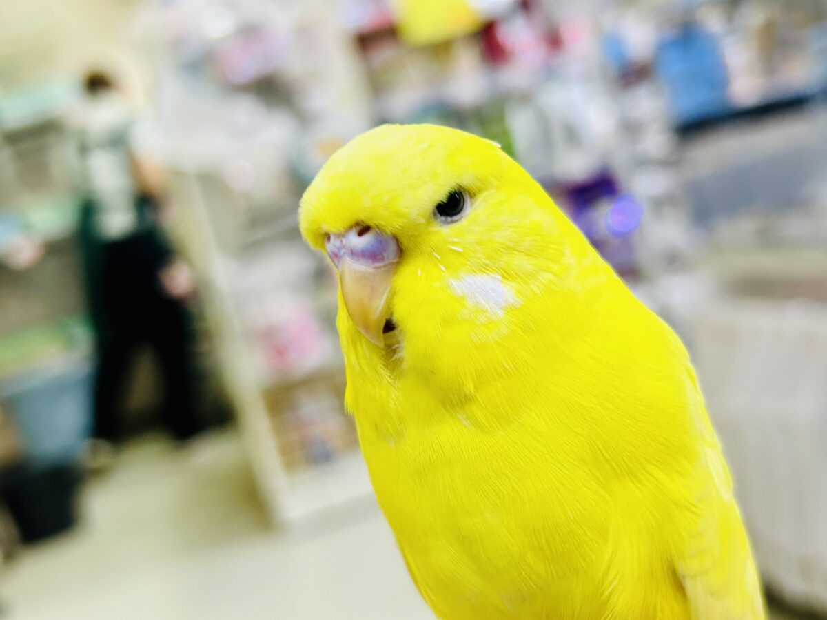 ジブン・・・ちょいとツン多めでやらせてもらってやす・・・　ジャンボセキセイインコ