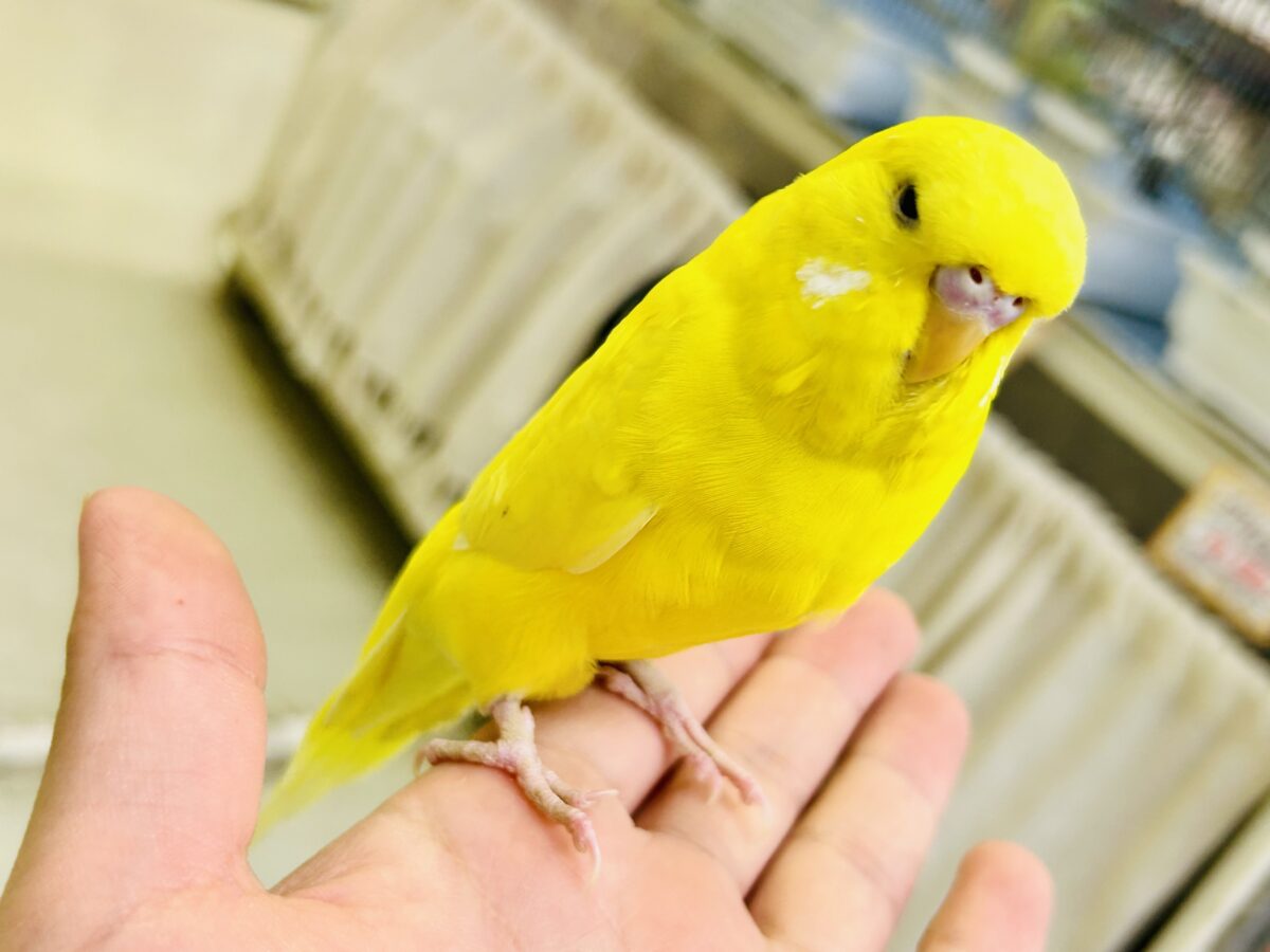 ジャンボセキセイインコ