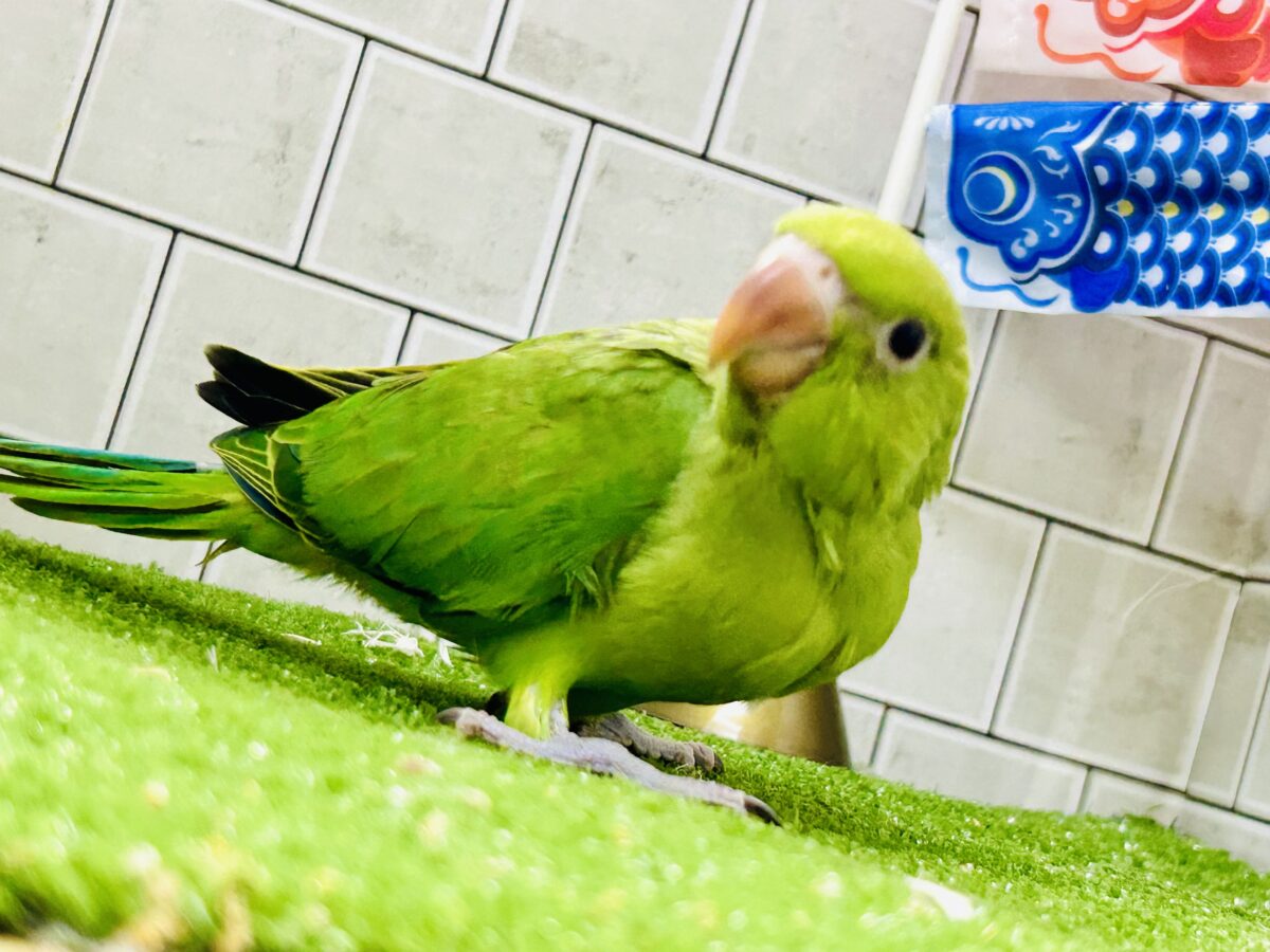 ワカケホンセイインコ（月の輪インコ）