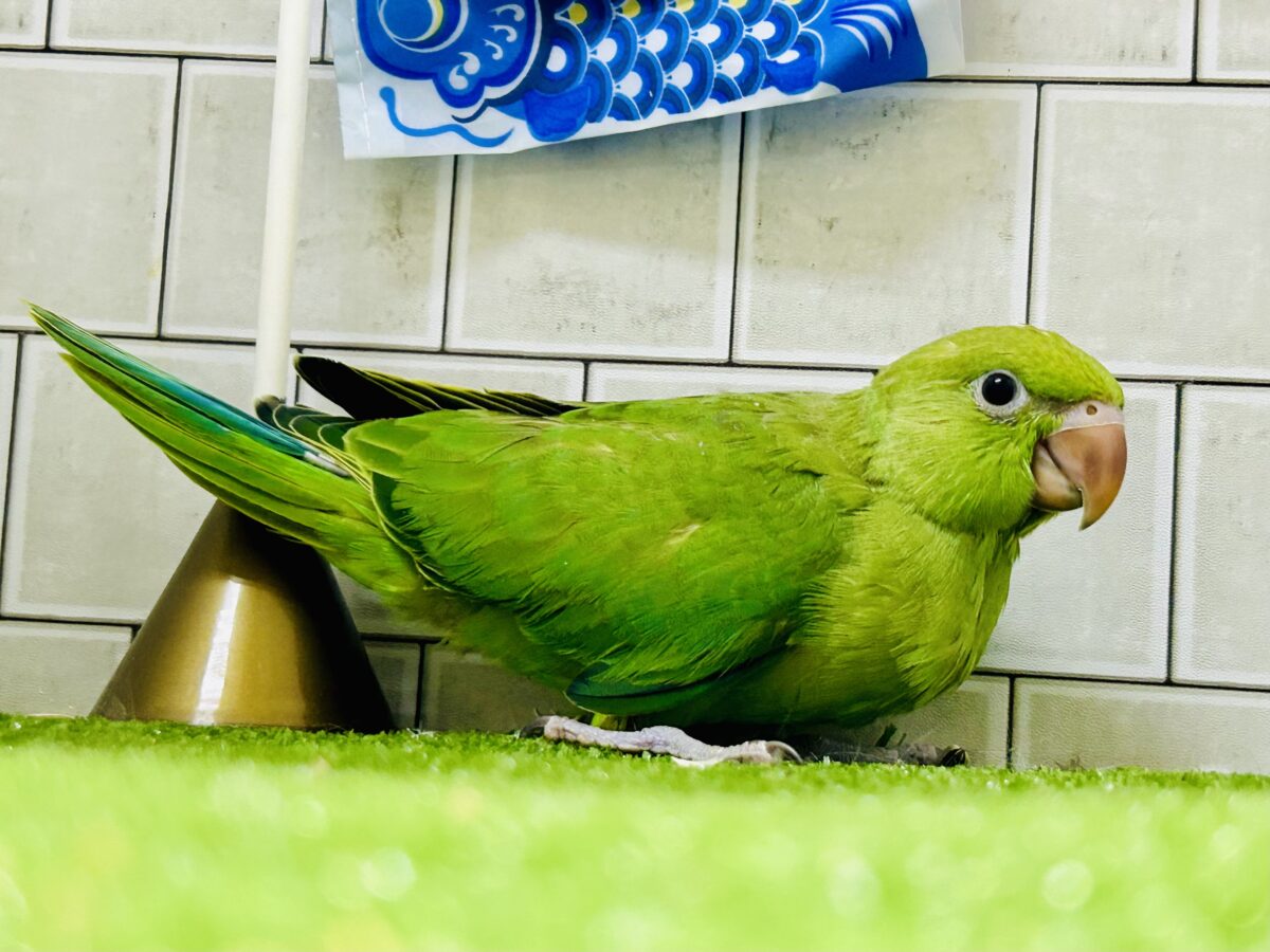 ワカケホンセイインコ（月の輪インコ）