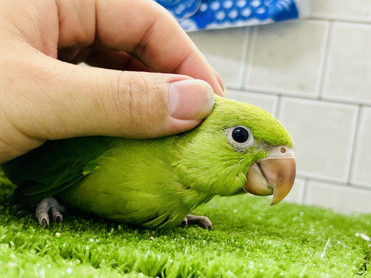 ワカケホンセイインコ（月の輪インコ）