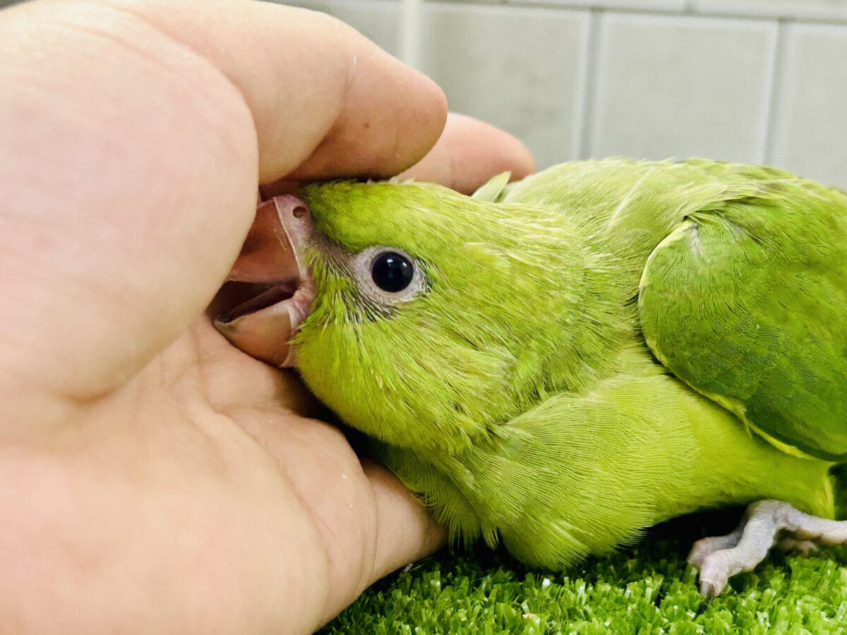 ワカケホンセイインコ（月の輪インコ）