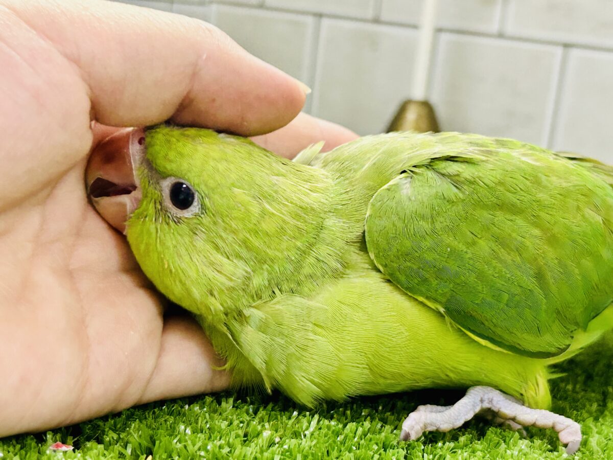 ワカケホンセイインコ（月の輪インコ）