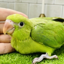 甘えん坊さんがお引越ししてきました～　ワカケホンセイインコ