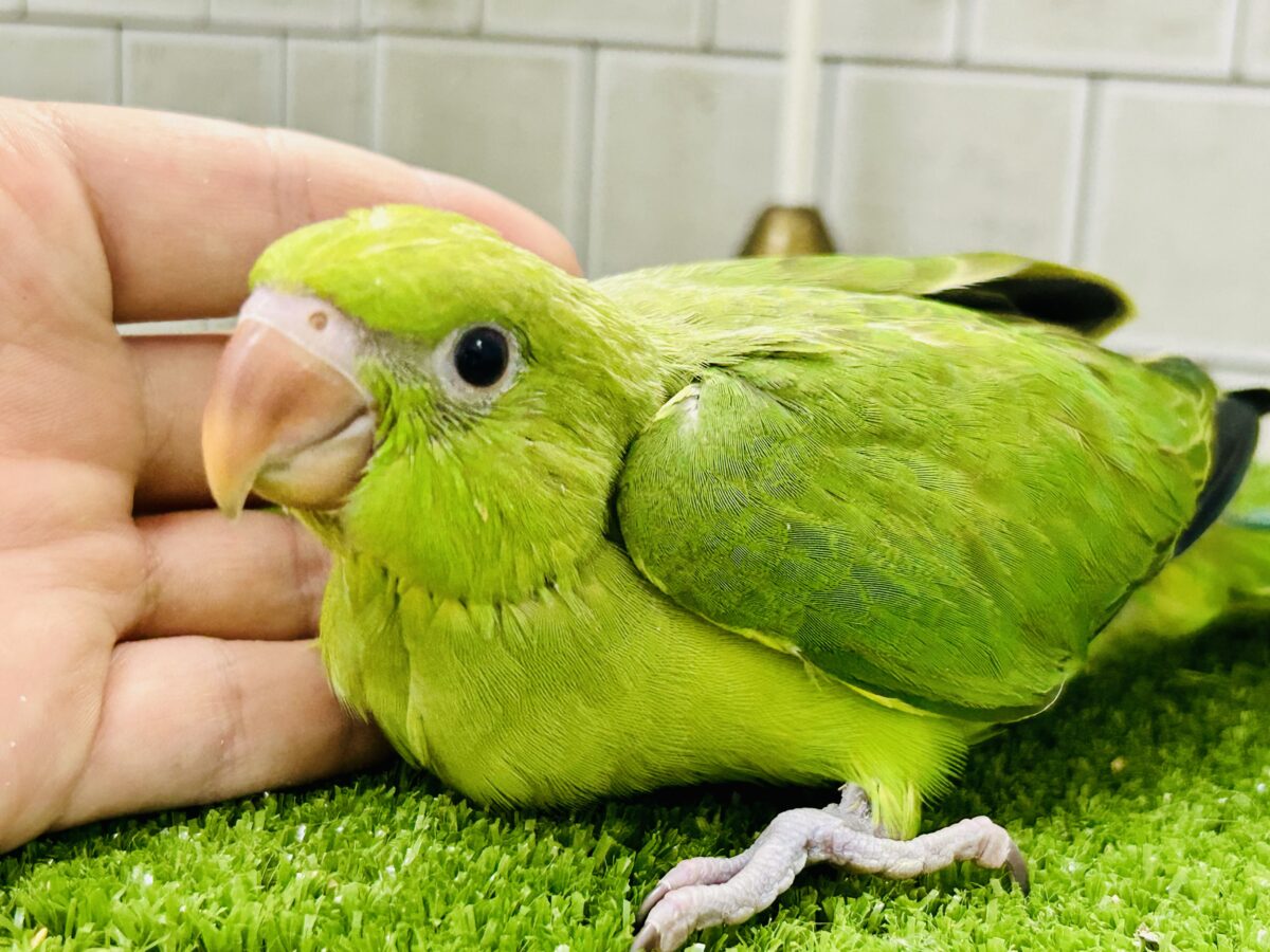 甘えん坊さんがお引越ししてきました～　ワカケホンセイインコ