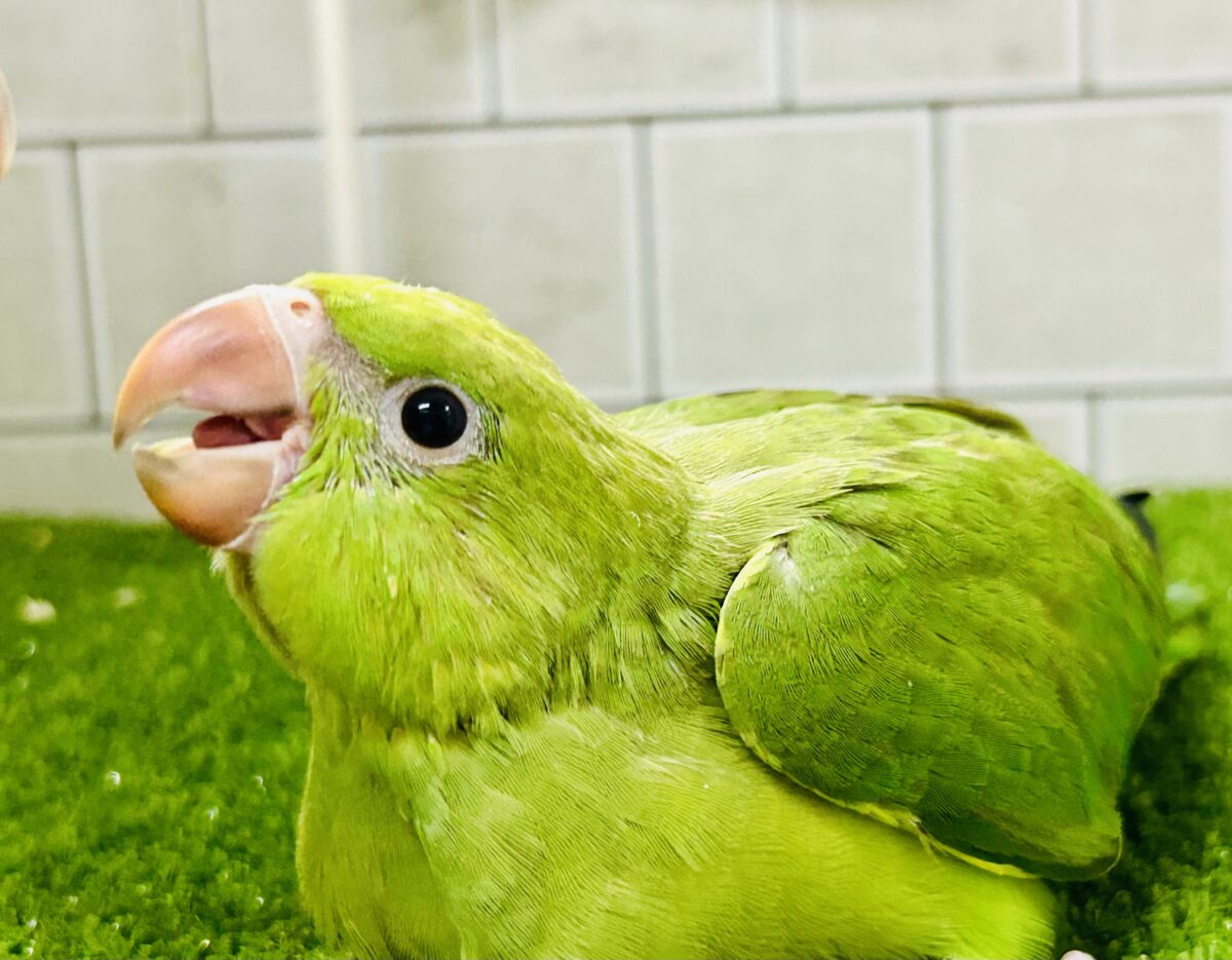 ワカケホンセイインコ（月の輪インコ）
