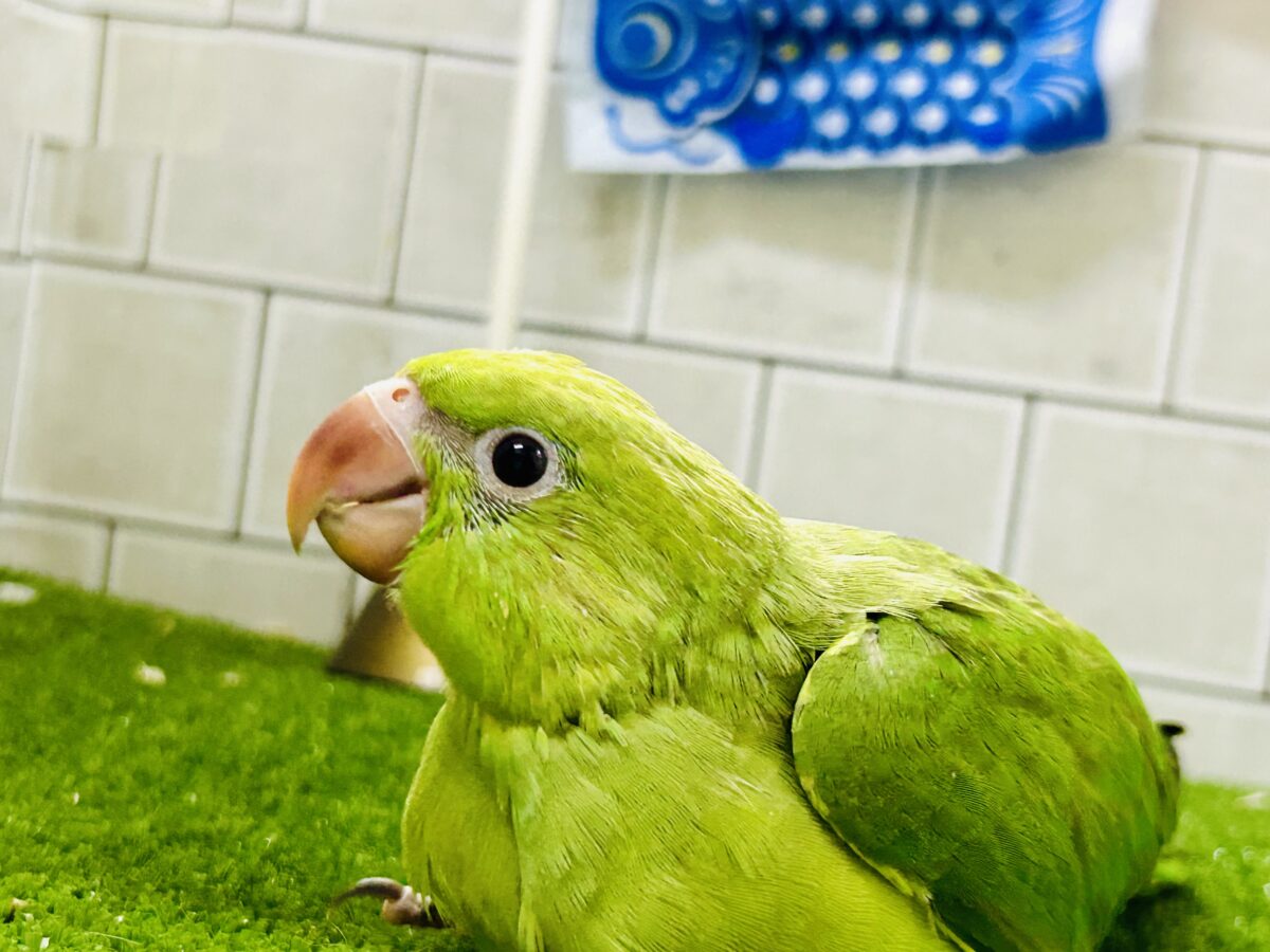 ワカケホンセイインコ（月の輪インコ）