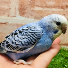 オパーリンカラーのセキセイちゃんがやってきましたよ～💙💙💙