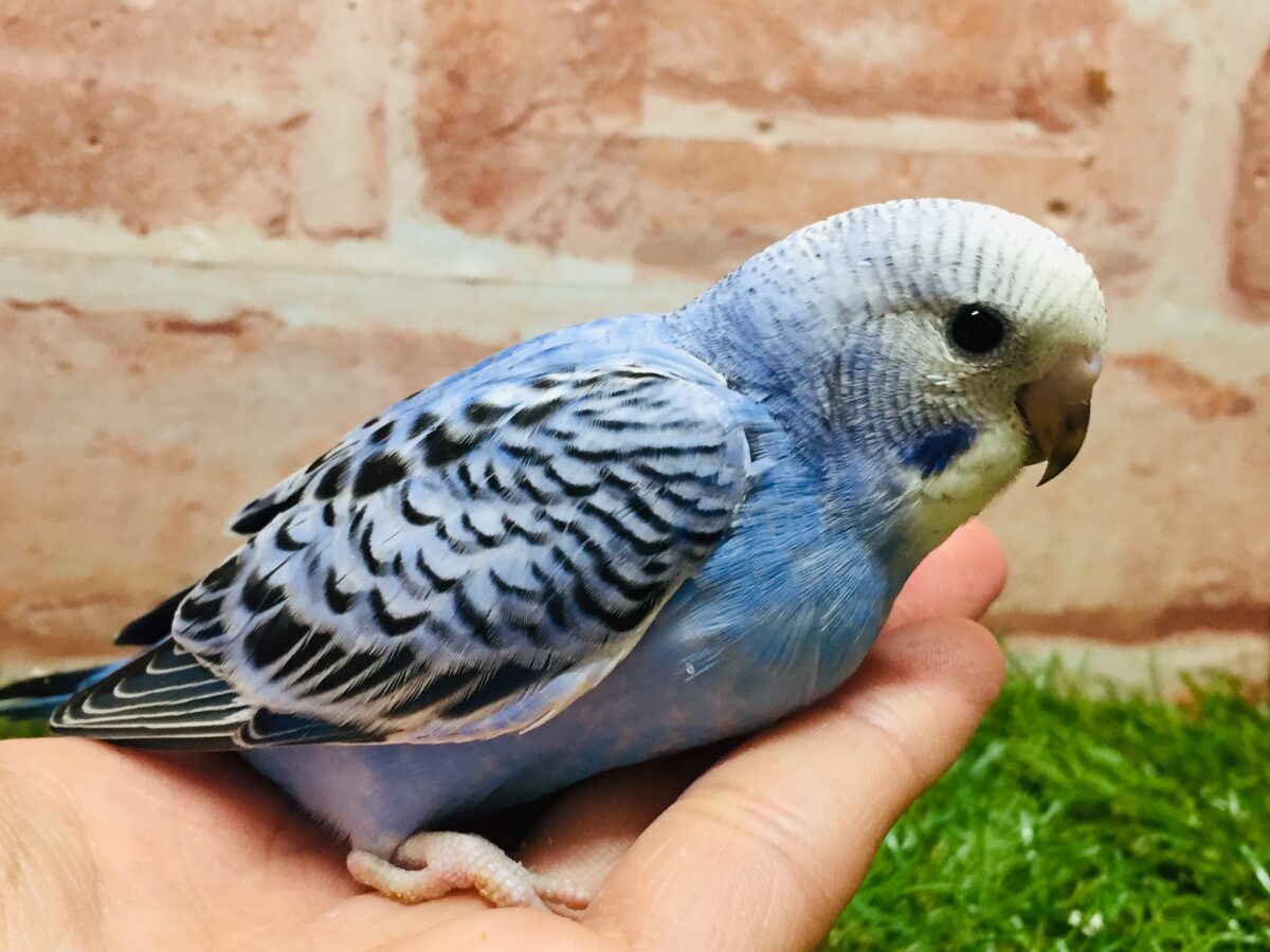 オパーリンカラーのセキセイちゃんがやってきましたよ～💙💙💙