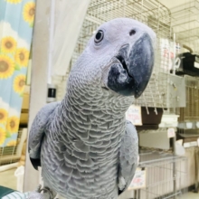 【最新画像更新☆☆】甘ったれBIGベビーが柏にもついに・・・　ヨウム