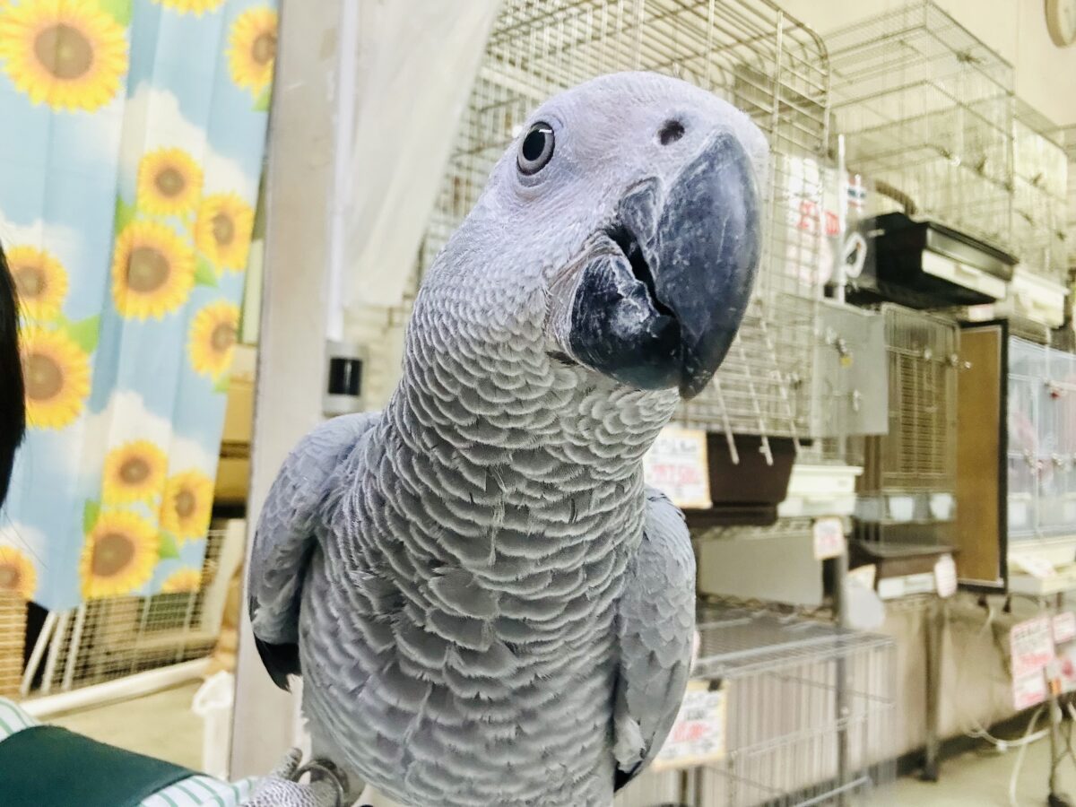 【最新画像更新☆☆】甘ったれBIGベビーが柏にもついに・・・　ヨウム