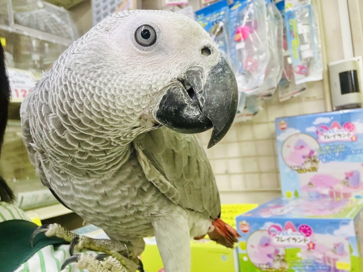 ヨウム