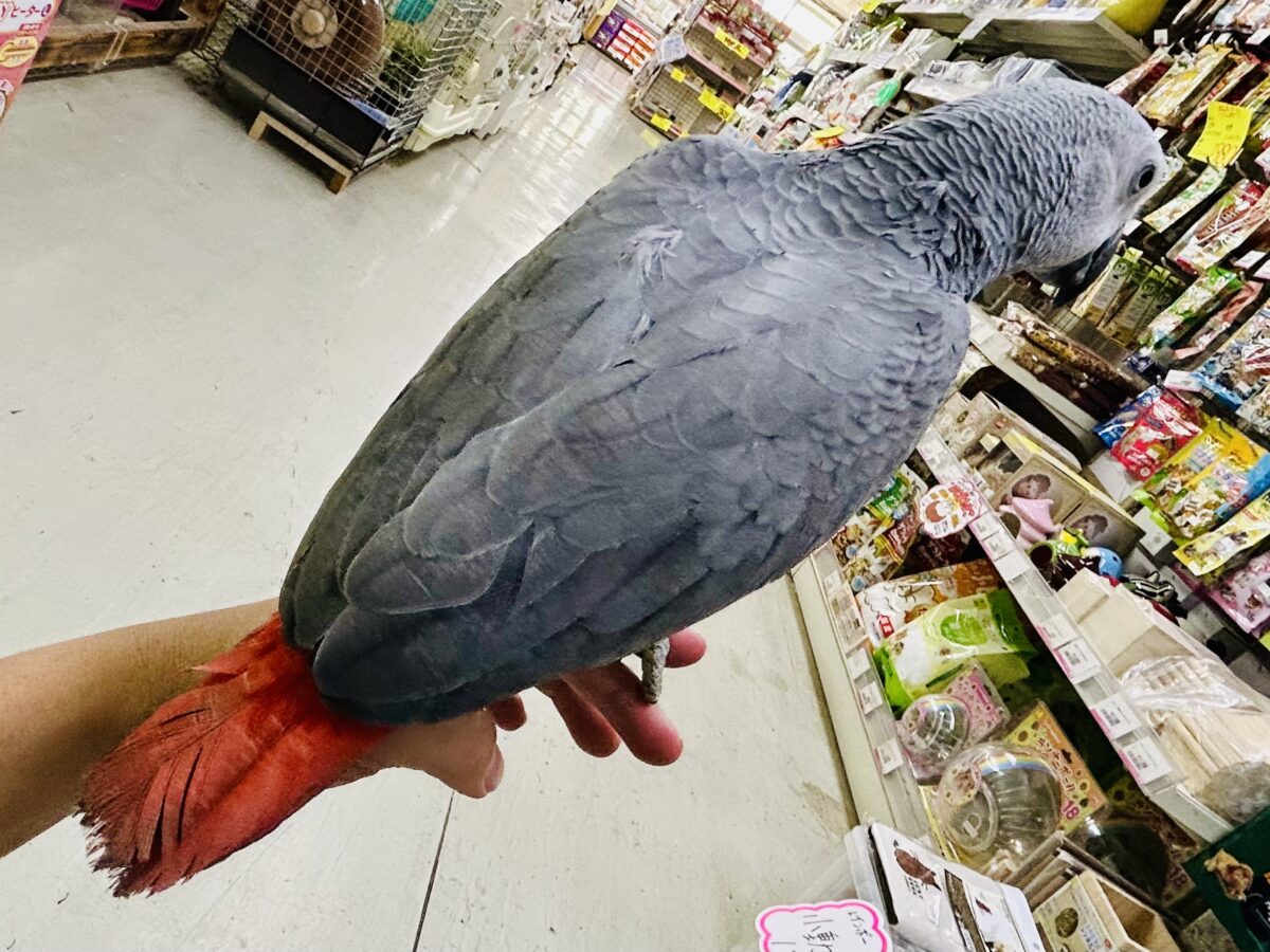ヨウム
