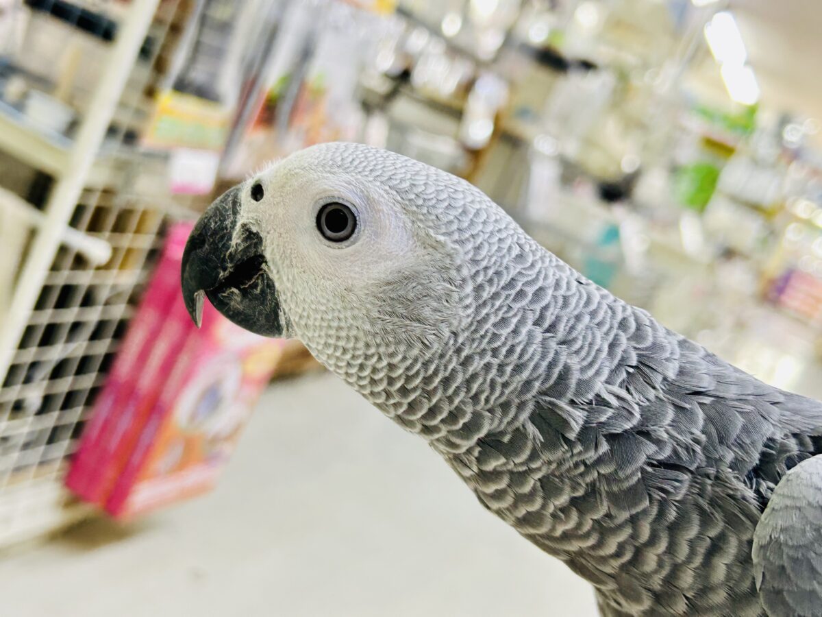 ヨウム