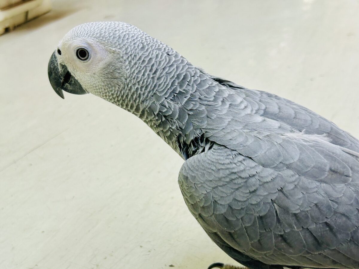 ヨウム