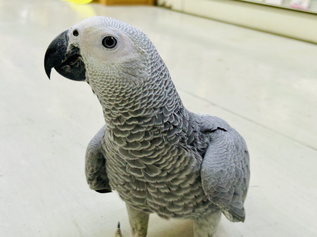ヨウム