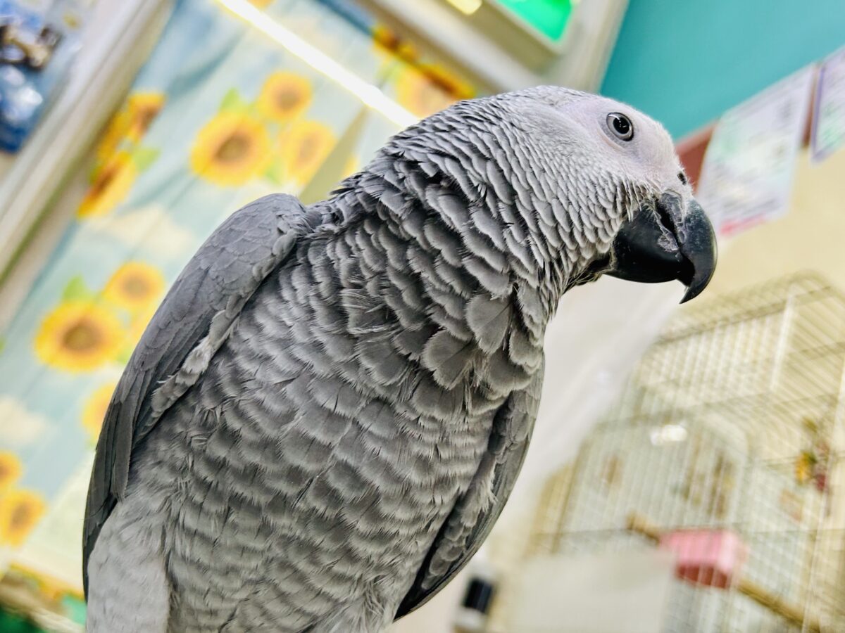ヨウム
