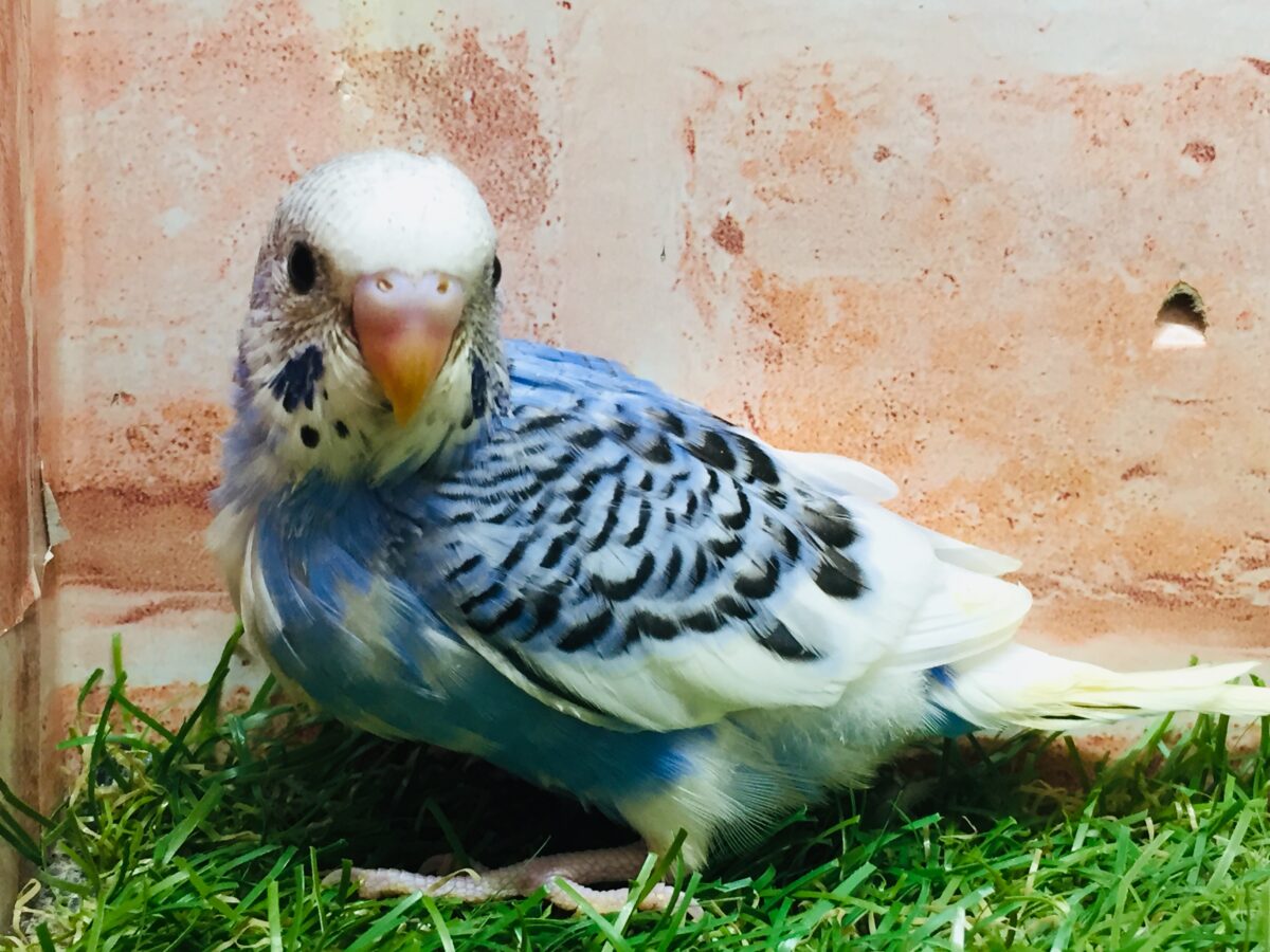 セキセイインコ